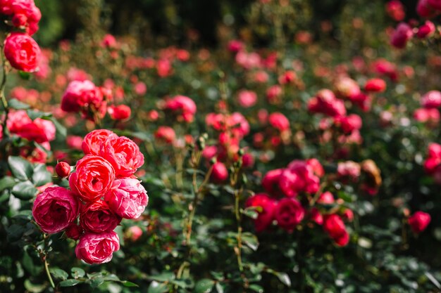 Букет свежего розового пиона, растущего в саду