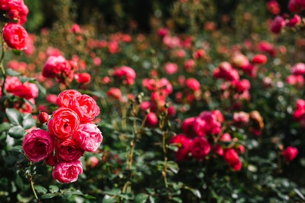 Bunch of fresh pink peony growing in garden