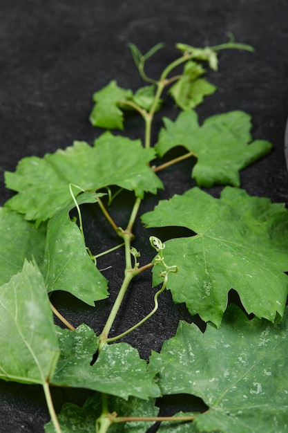 A bunch of grape leaves on black background. High quality photo