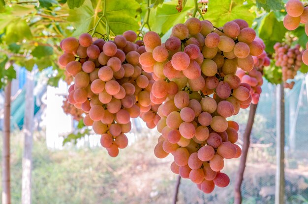 Bunch of grapes