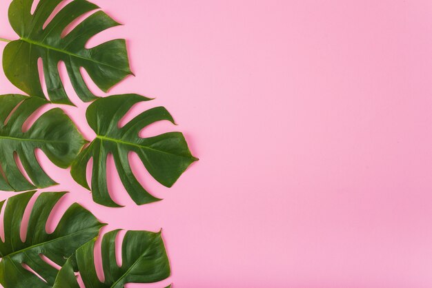 Bunch of green leaves on pink