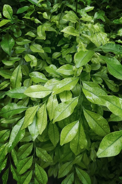 Bunch of green natural leaves background