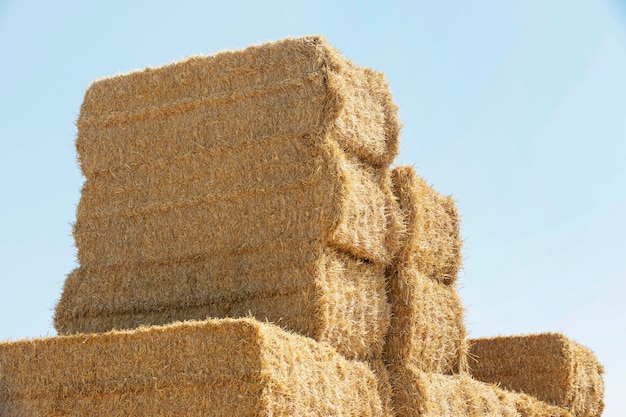 Bunch of haystacks in day light