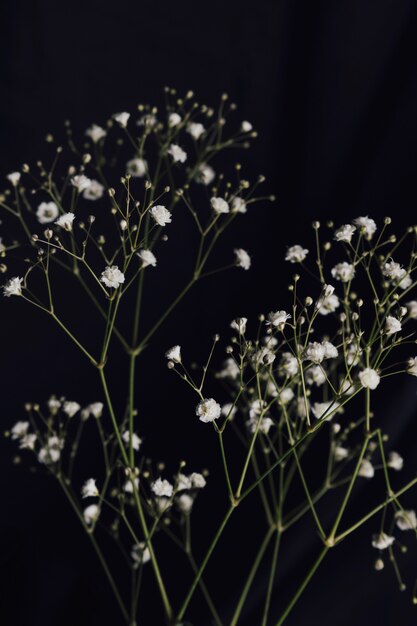 光の新鮮な花の小枝の束