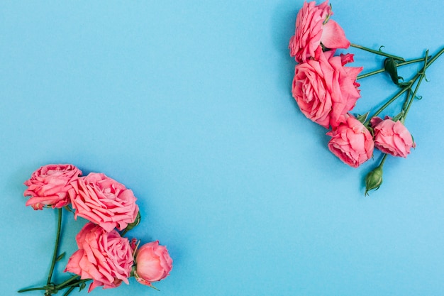 無料写真 ターコイズブルーの背景に新鮮なピンクのバラの花束