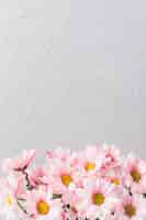 Бесплатное фото Букет розовых ромашек