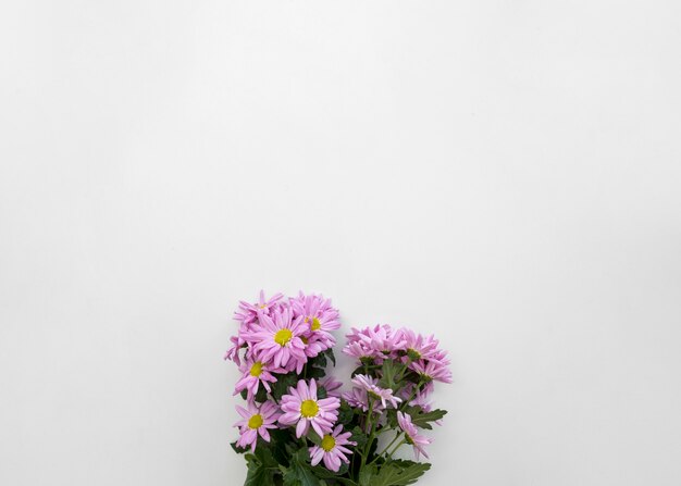 Bunch of pink daisy flowers on bottom of white backdrop