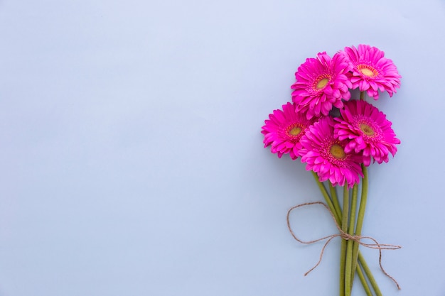 Bunch of pink gerbera flowers on colored background