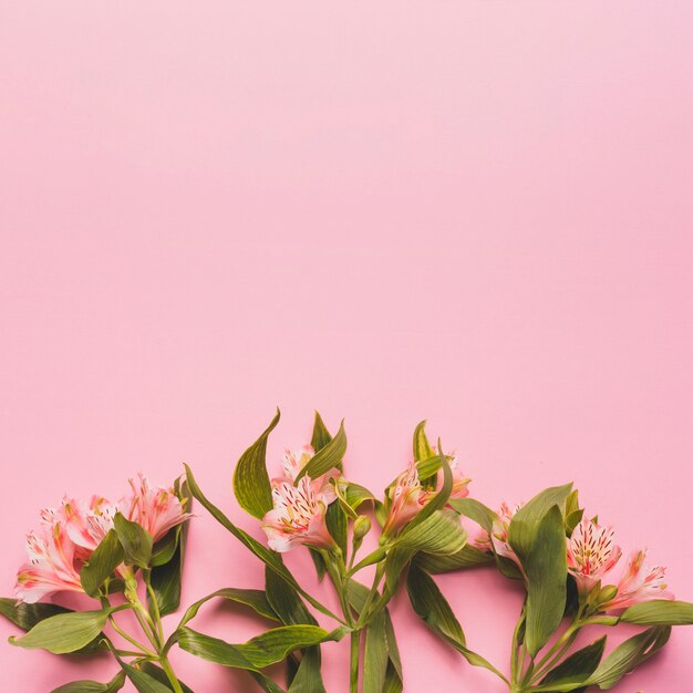 Букет розовых лилий