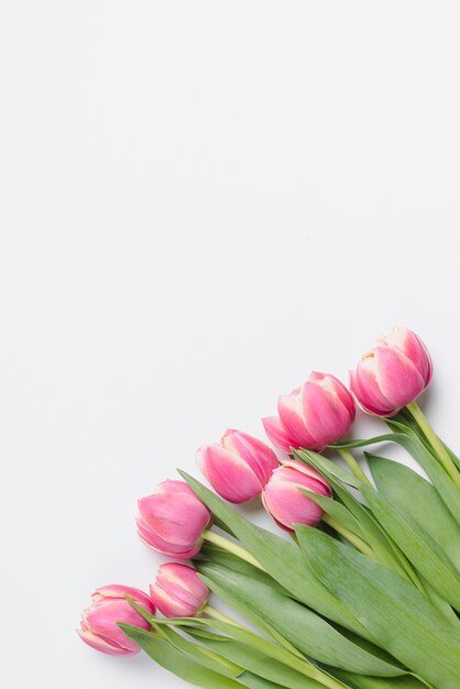 Bunch of pink tulips