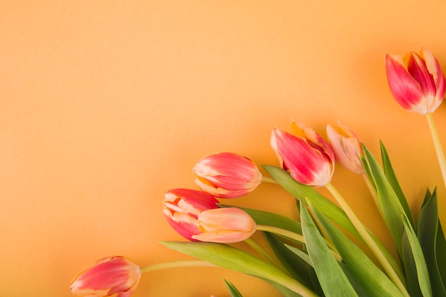 Foto gratuita mazzo di bei tulipani