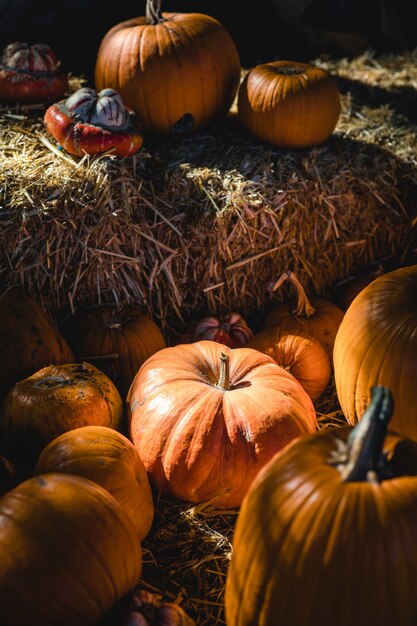 Free photo bunch of pumpkins on grass