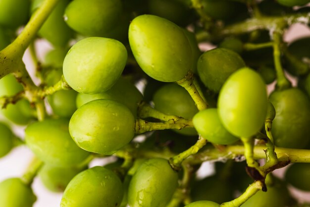 Bunch of raw mirabelle fruits