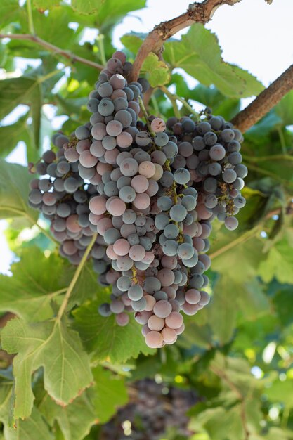 A bunch of red grapes in a green branch