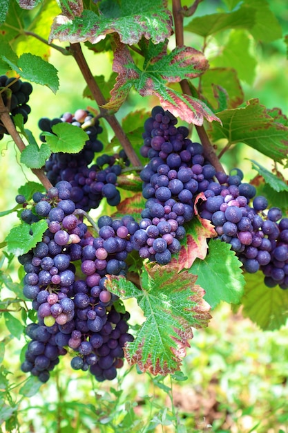 Bunch red grapes growing in a french vineyard 