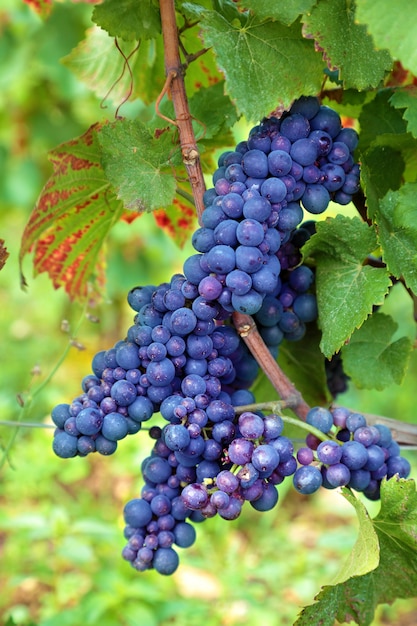 Bunch of red grapes growing in a vineyard