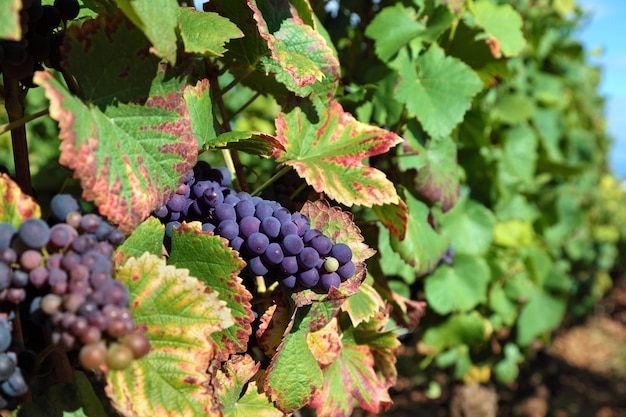 Bunch of red grapes in a vineyard 