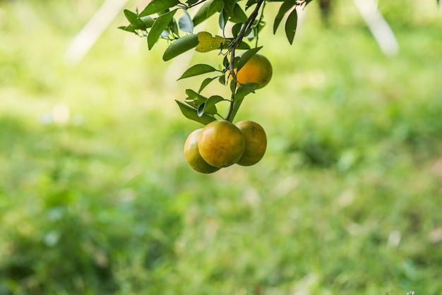 Bunch of ripe oranges hanging on a orange tree
