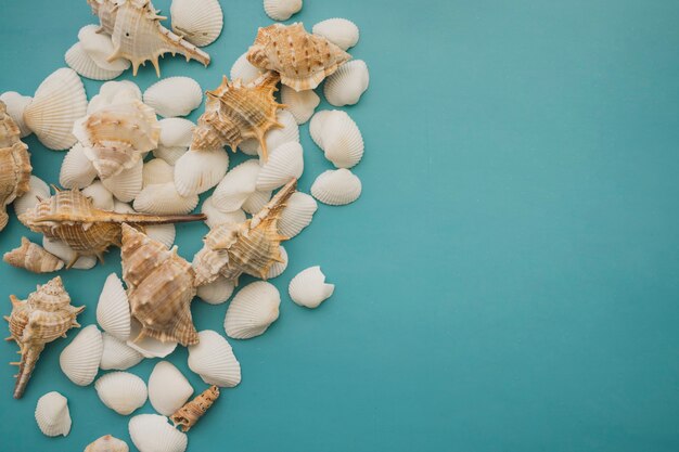 Bunch of seashells on blue background