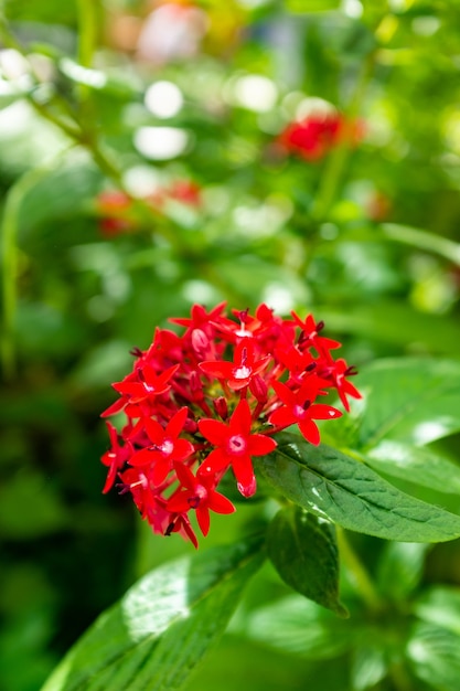 Free photo bunch of small red flowers plant