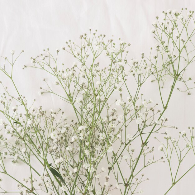 Bunch of thin green plant branches with flowers