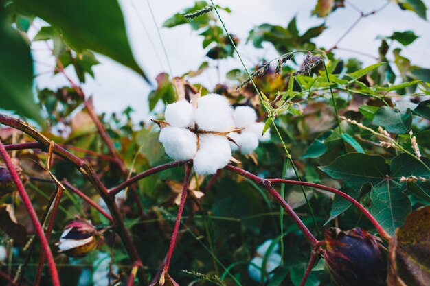 A bunch of white cotton on the branch.