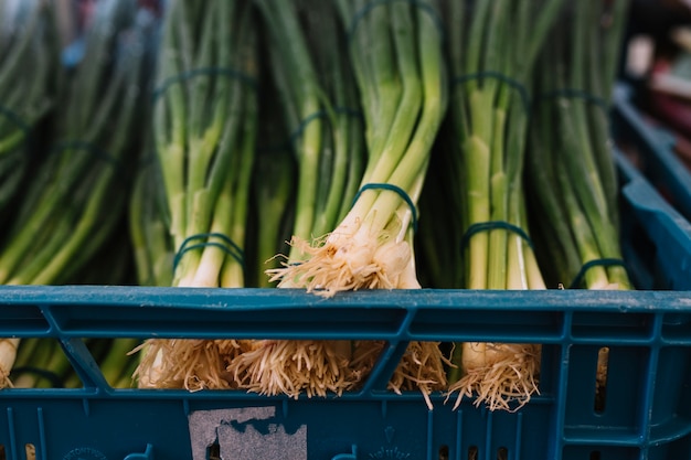 Bundle of spring onions in crate