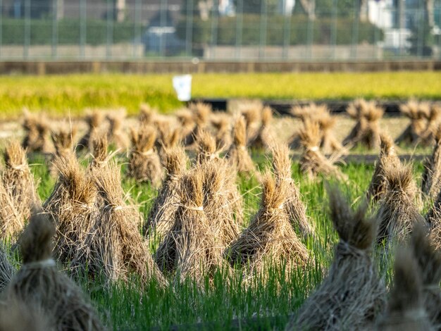 晴れた日に日本の田んぼで収穫された後、乾燥した稲の束が列をなして並んでいます