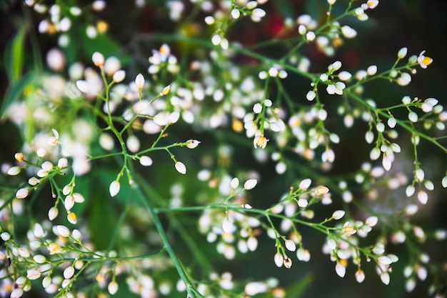 植物の小枝の束