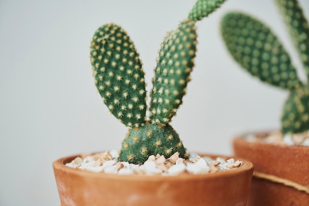 Foto gratuita cactus dell'orecchio di coniglio in vasi di terracotta