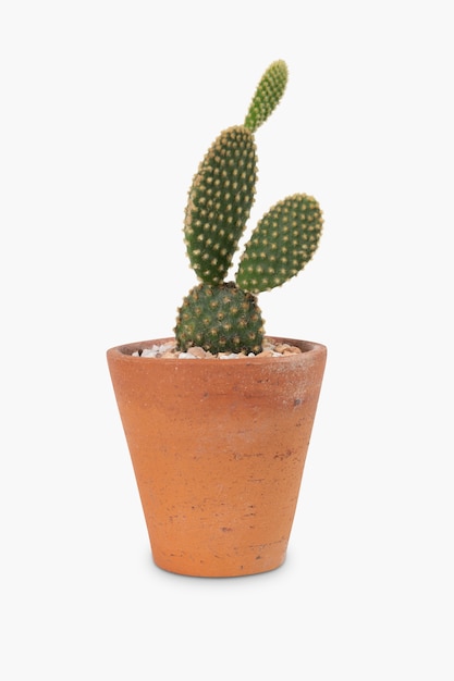 Foto gratuita cactus orecchie da coniglio in vaso di terracotta