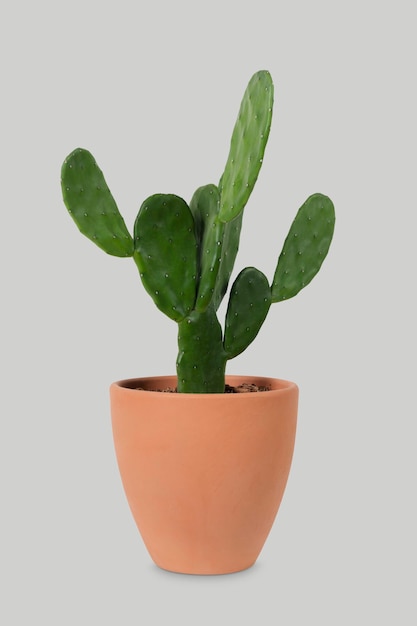 Foto gratuita cactus orecchie da coniglio in vaso di terracotta
