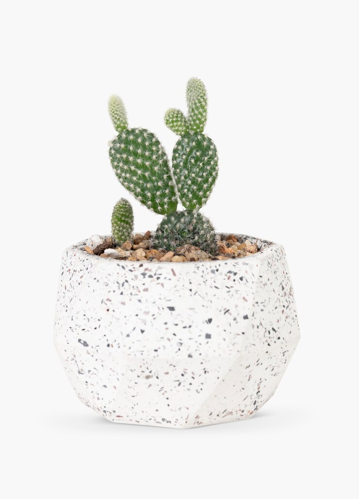 Free Photo bunny ears cactus in a pot