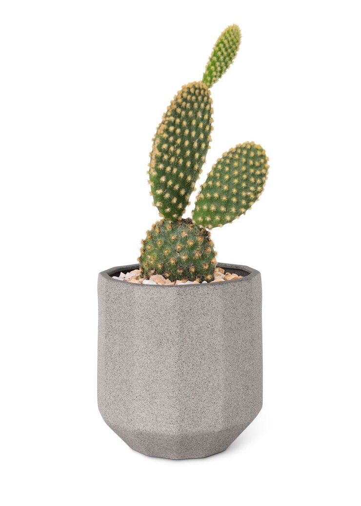 Free Photo bunny ears cactus in a pot