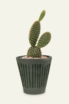 Cactus orecchie da coniglio in vaso