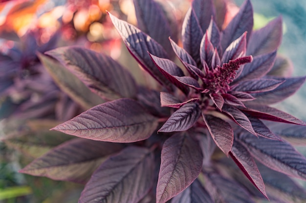 Burgundy plant