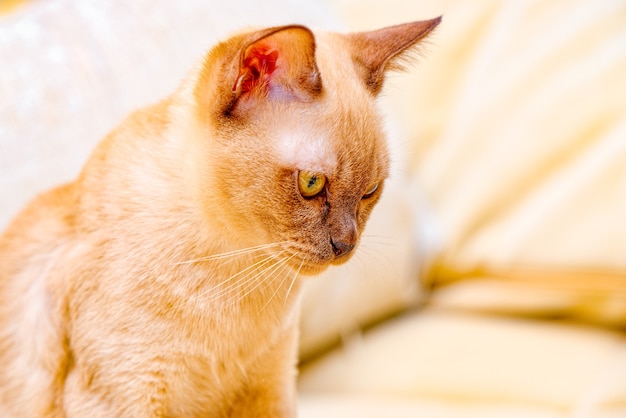 Бурманская кошка окраса котенка шоколадного цвета, порода домашних кошек, происходящая из таиланда, которая, как полагают, имеет свои корни недалеко от нынешней тайско-бирманской.