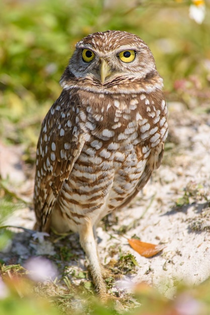 Burrowing Owl Vertical
