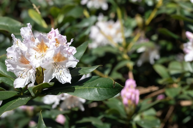 Free photo bush flowers closeup on a blurred background