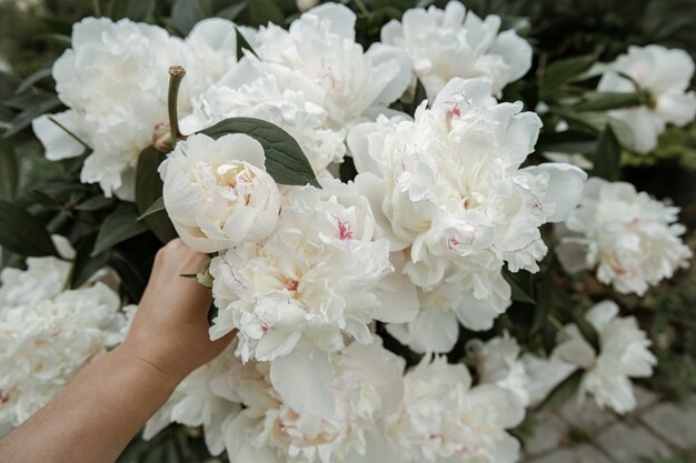 Bush of fresh blooming spring flowers peony close-up