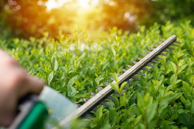 Bush pruning with hedge trimmer