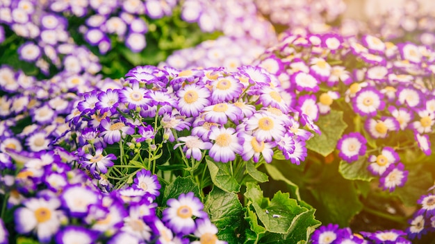 Кусты свежих фиолетовых цветов цинерарии в ботаническом саду