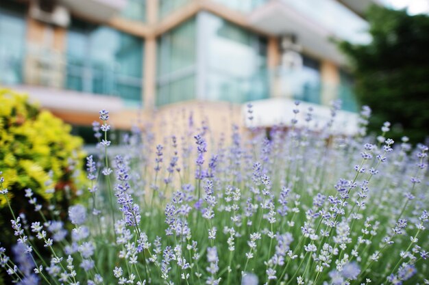 中庭のラベンダーの茂み