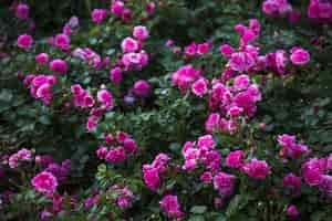 Free photo bushes of magenta flowers