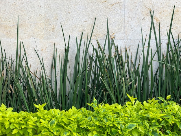 Foto gratuita cespugli e piante dal muro bianco in un giardino