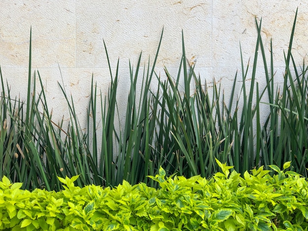 庭の白い壁のそばの茂みや植物