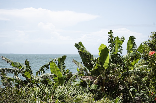кусты и деревья на фоне моря в Флорианополисе, Бразилия