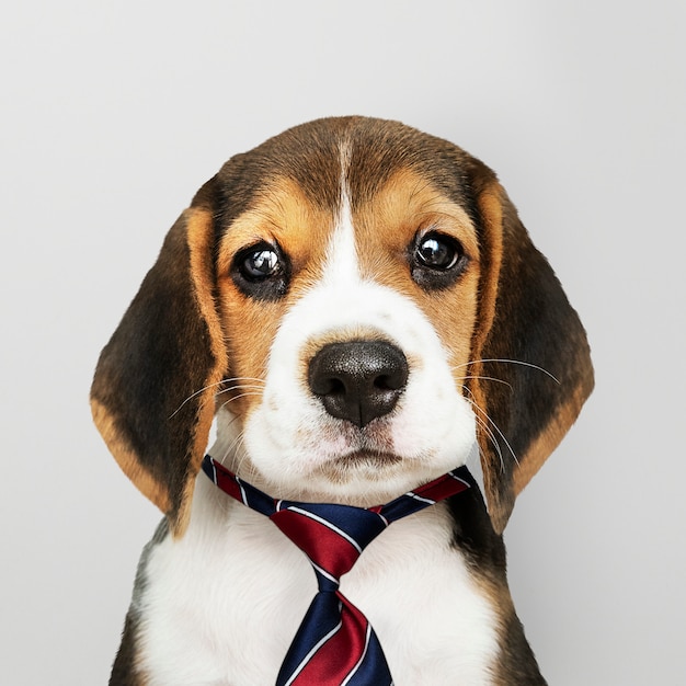 Business Beagle Puppy Wearing Tie