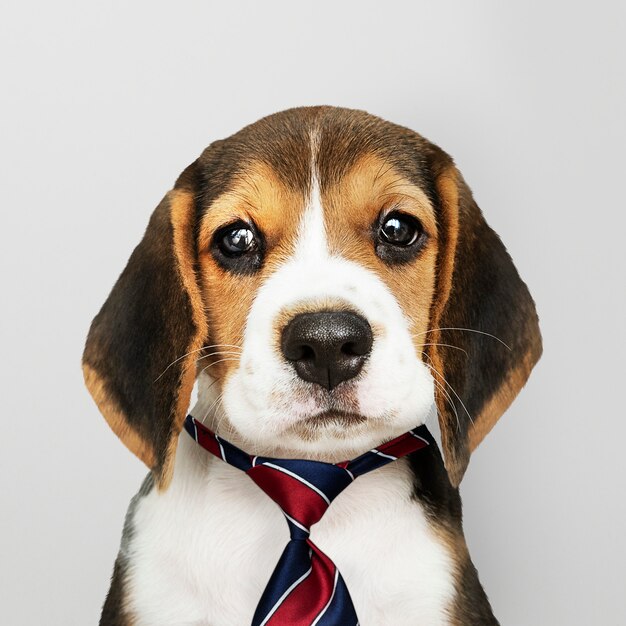 Business beagle puppy wearing tie