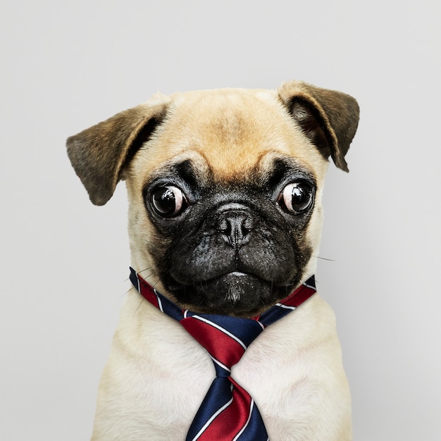 Business pug puppy wearing tie